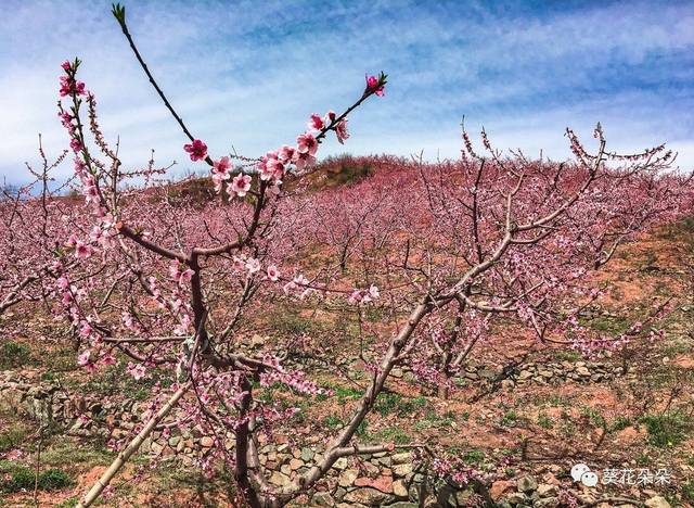 玻璃栈道?十里花海?遵化又添旅游新景观!刺激又迷人!