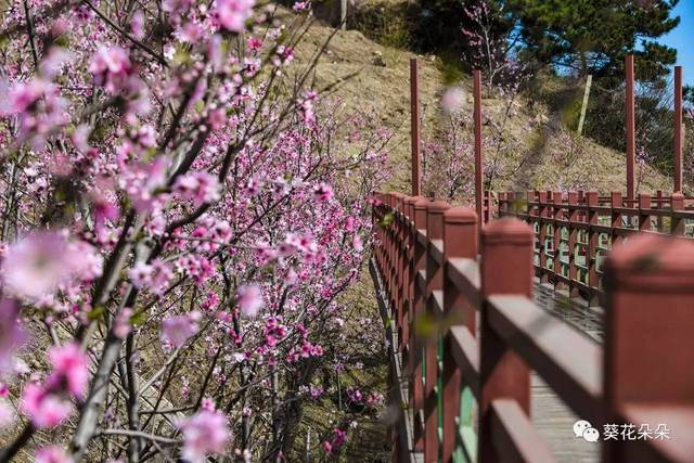 玻璃栈道?十里花海?遵化又添旅游新景观!刺激又迷人!