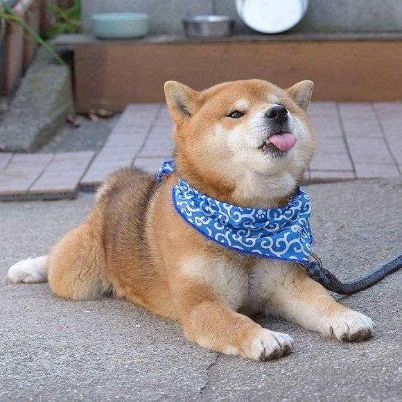 世界上表情最多的狗狗 是一只名叫ryuji的柴犬