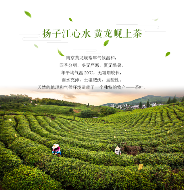 南京黄龙岘精品茶叶众筹开始了!