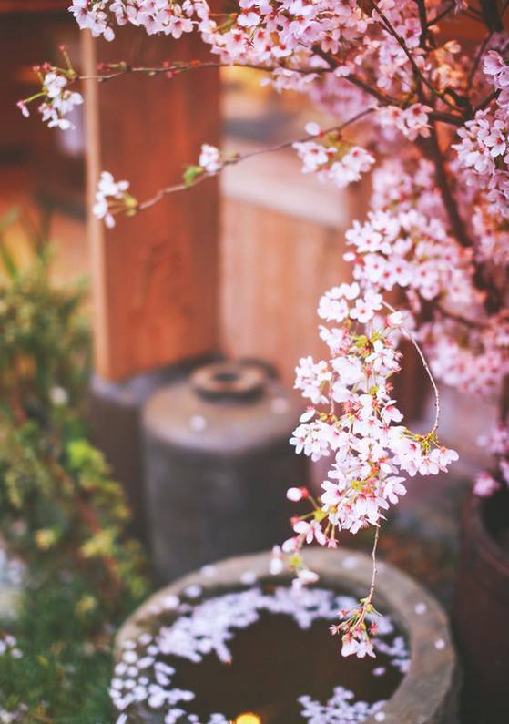 春风一吹,花期如约而至, 花开花落间, 一种如梦如幻的意境将我们包围