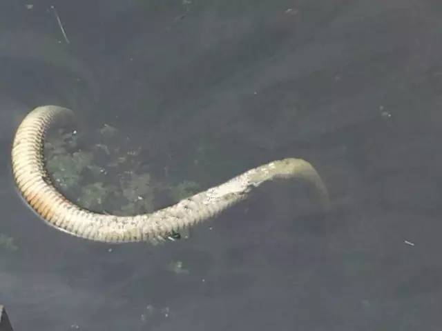 盐城通榆河发现4条白色大蟒蛇?网友评论亮了.