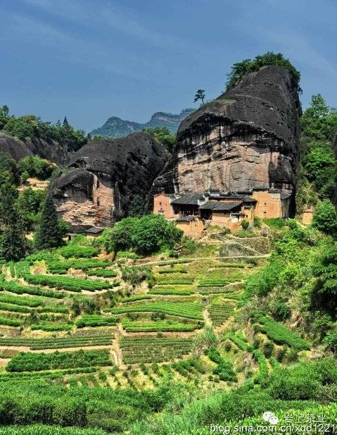 生态茶区位于武夷山景区西北边的高山地区.