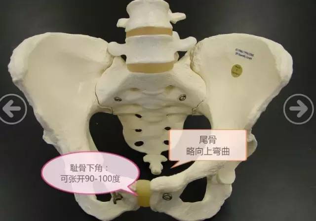 下图是人类骨盆的形状,入口大,出口小,在骨盆出口处有脊柱的尾骨