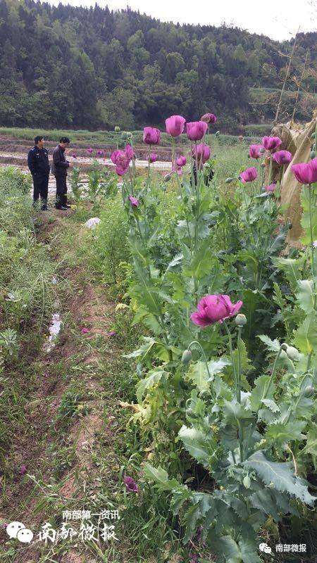 建兴一村民私自种植罂粟壳(鸦片烟果),被民警全部铲除