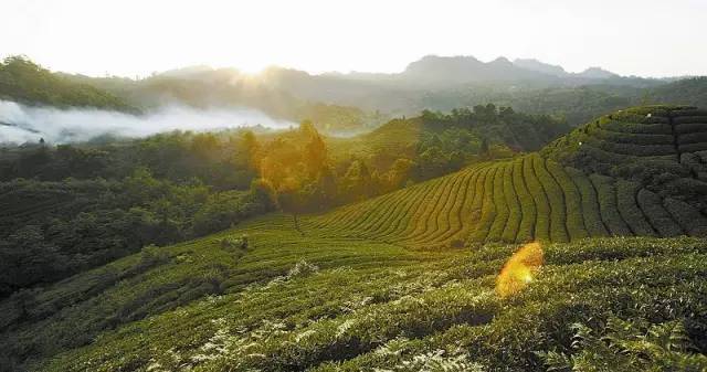 "中国最美茶园"原来在天台山!