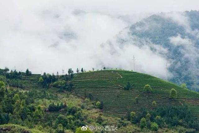 福安的坦洋村茶山连片 人间四月正是忙碌的采茶季