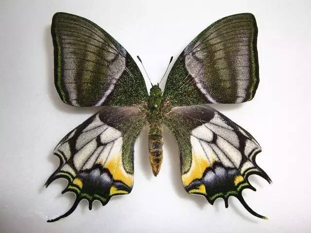 印象·蝴蝶 ▏7·1视界蝴蝶艺术文化节暨世界珍稀蝴蝶