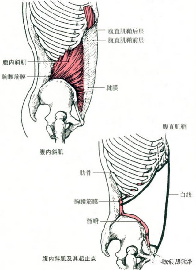 起点:胸腰筋膜,髂嵴和腹股沟韧带外侧.