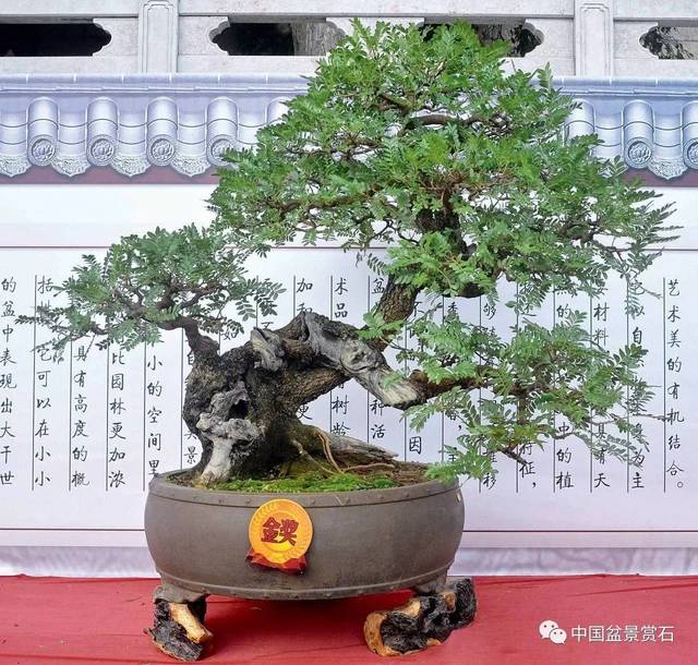 "风华正茂" 清香木 高110cm 逸心亭藏品 四, 举办地点 昆明世界园艺