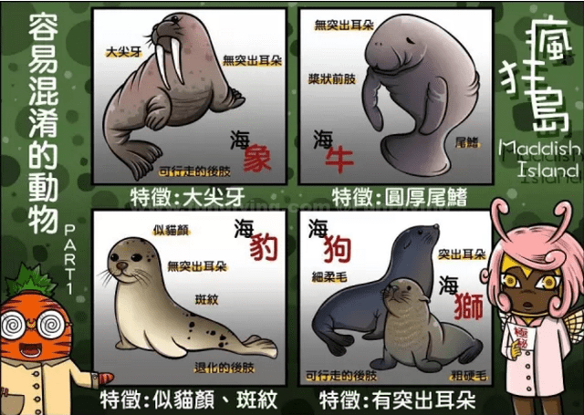 海狗其实是海狮?那海象和海豹又是啥?