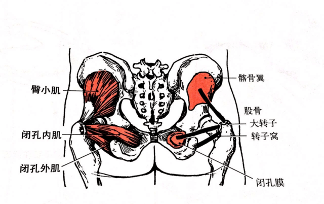 medius),部位:在臀大肌深面; 起点:髂骨翼外面,止点:股骨大转子