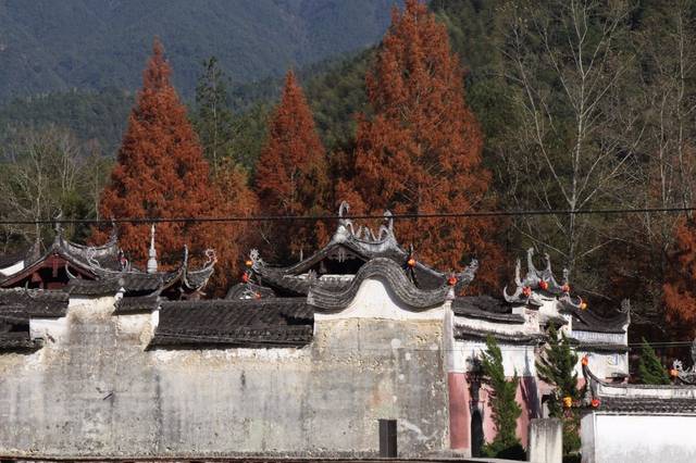 浙江百村故事 浙南菇神吴三公—庆元龙岩村