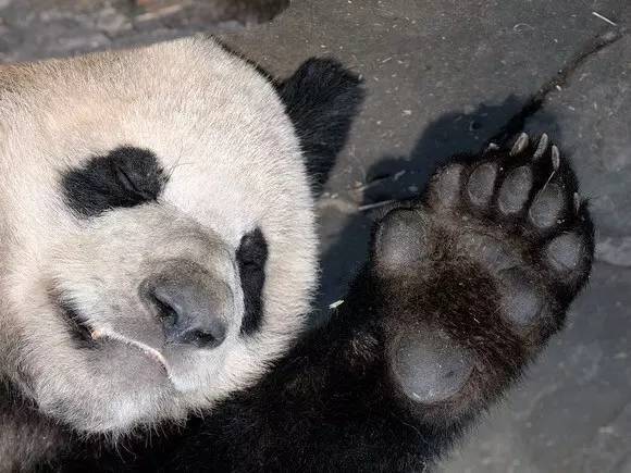 大熊猫作为熊科动物中的异类,不光是个素食主义者,还比其他的熊多长了