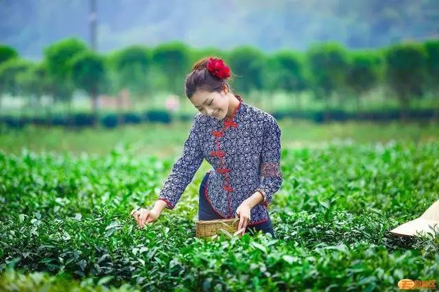 这是全州最美的四月采茶女?诗意而灵动!