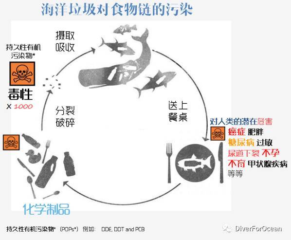 这些微粒会因浮游动物等水生动物误食而进入海洋食物链,人类也会因