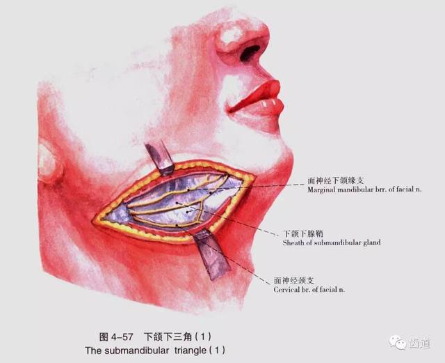 牙医必备:口腔解剖精美图片