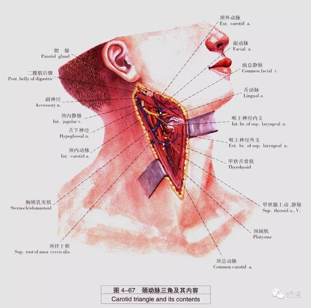 牙医必备:口腔解剖精美图片