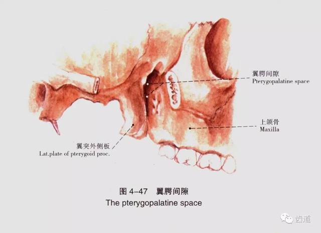 牙医必备:口腔解剖精美图片