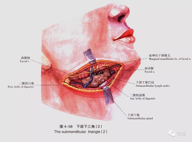 牙医必备:口腔解剖精美图片