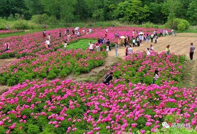 4月22日邵东斫曹首届"芍药花节"盛大开幕! 宁可为家乡