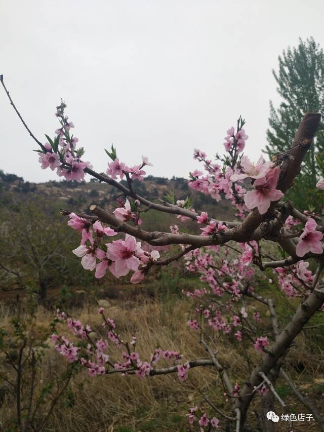 人间四月芳菲尽,山寺桃花始盛开.长恨春归无觅处,不知转入此中来.