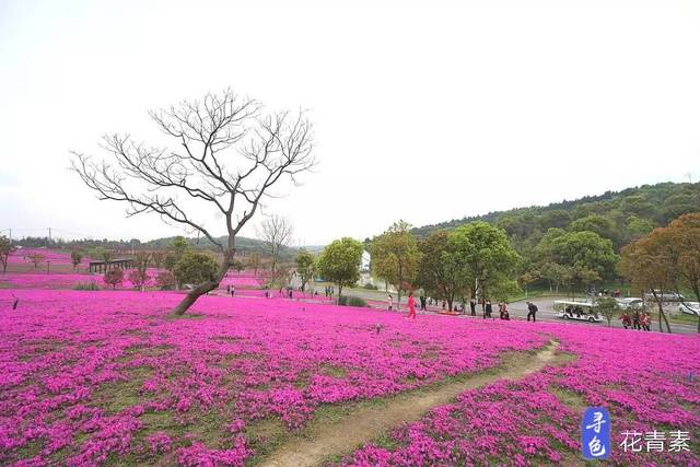 龙灵山6万平米芝樱花海还可以露营 花期还可持续一个月