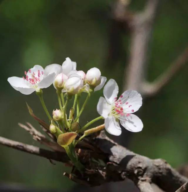 古时寓意  梨花虽然很好看但在中国古代大户人家的府里都不会把梨花