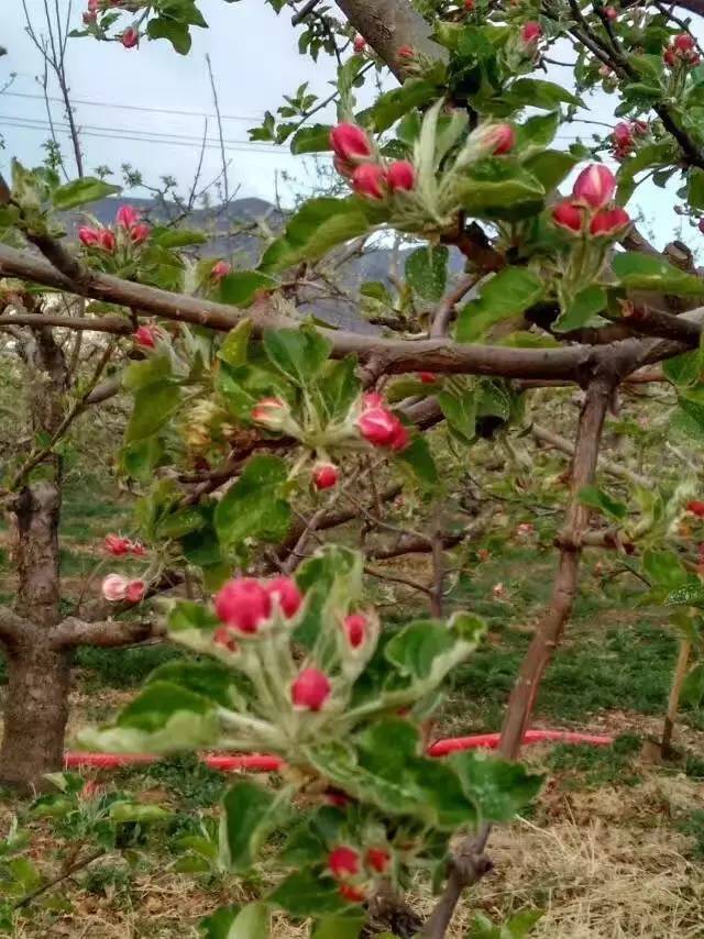 发一组苹果树开花照片,很美!