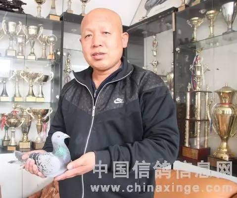 北京赛鸽名家王大亮17年幼鸽出售预定,1千一羽,主血瓦特,米卫,凡龙