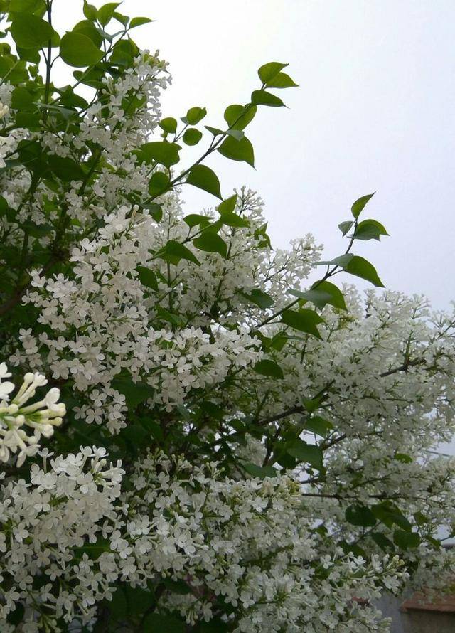 仍然记得那一树的芬芳,那蓝蓝的天空,风里充满着丁香花的香味,和初