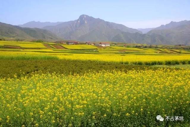 蓝田油菜花正艳 此时赏花好时机 要不就到明年了