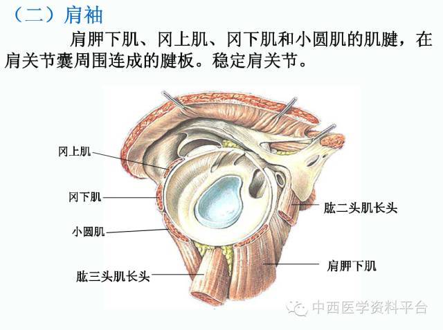 上肢解剖 骨骼肌肉神经图