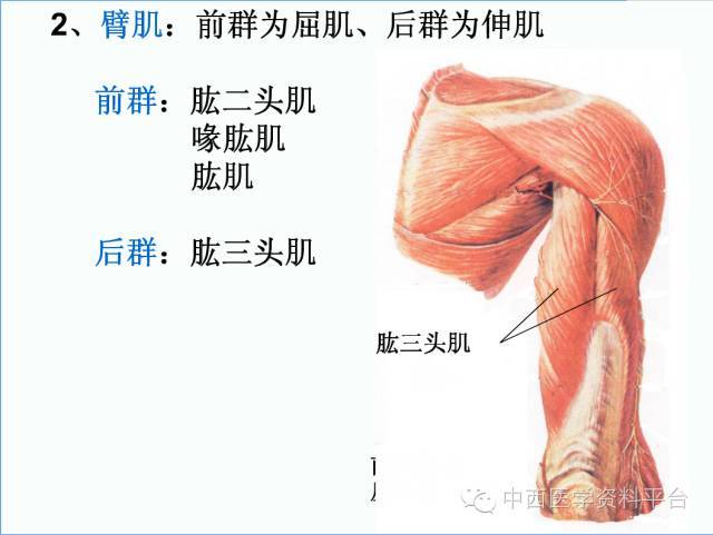 上肢解剖 骨骼肌肉神经图