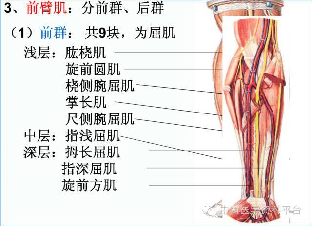 上肢解剖 骨骼肌肉神经图