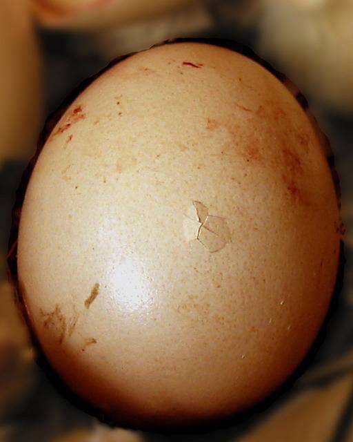致命的鸡蛋:死胎蛋 鸡蛋在孵化过程中因受到细菌或寄生虫污染,加上