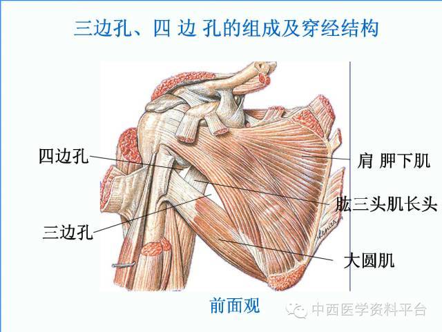 上肢解剖 骨骼肌肉神经图