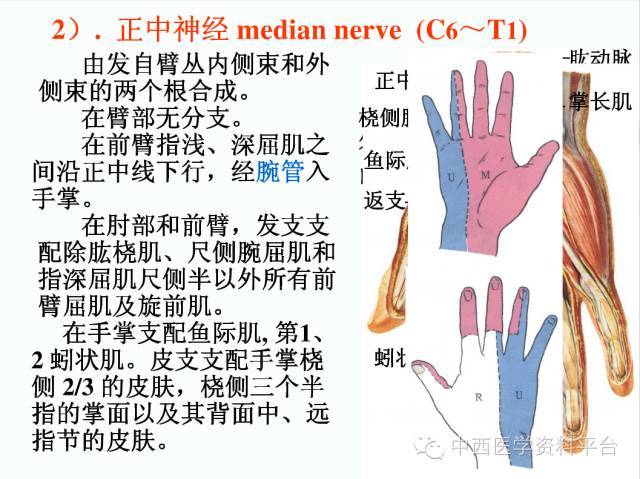 上肢解剖 骨骼肌肉神经图