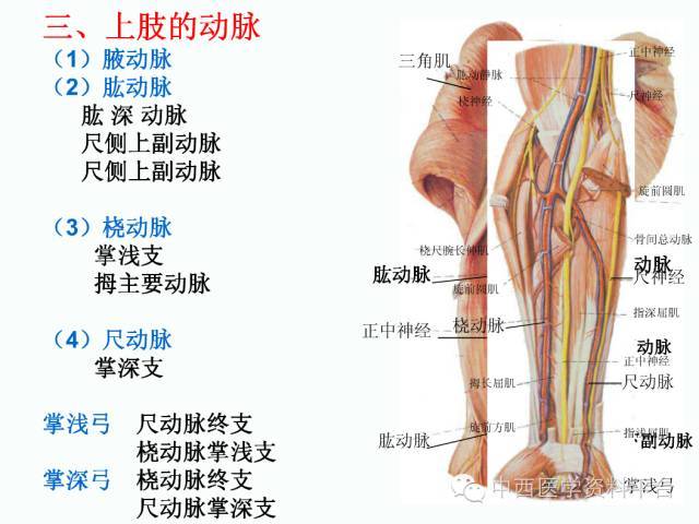 上肢解剖 骨骼肌肉神经图