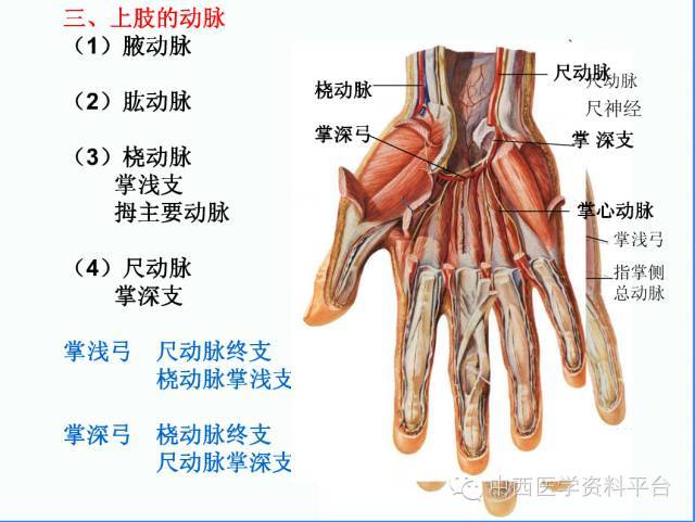 上肢解剖 骨骼肌肉神经图