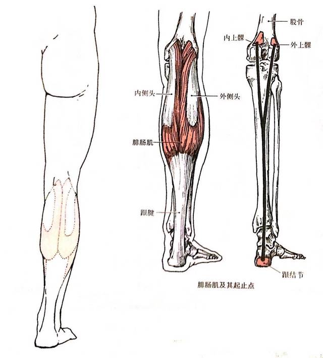 腓肠肌内侧头起自股骨内上髁后面,外侧头起自股骨外上髁后面,止于跟骨