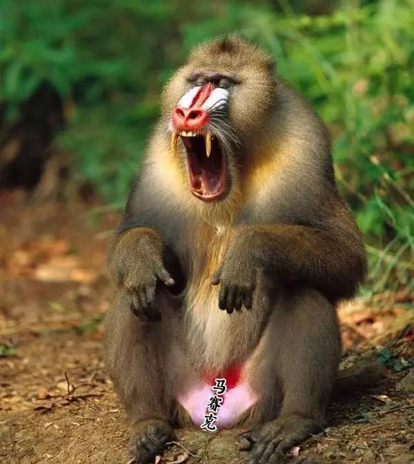 世界最凶狠美猴王惊现泉州海丝野生动物世界!