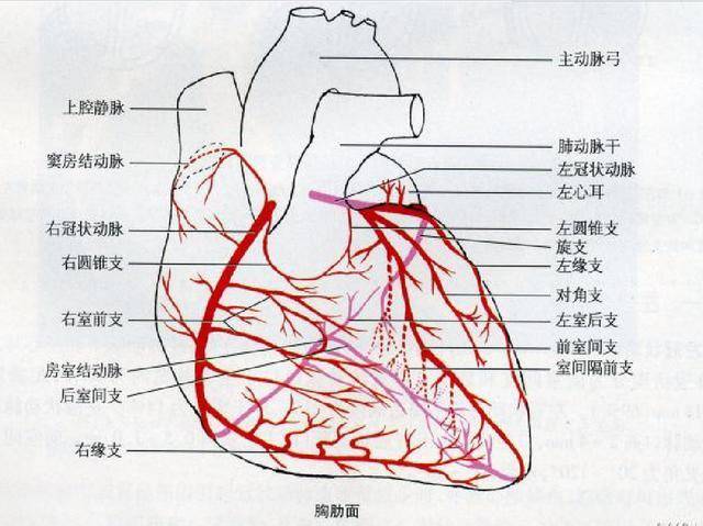 1,右优势型:右冠状动脉在膈面除发出后降支外,并有分支分布于左室膈
