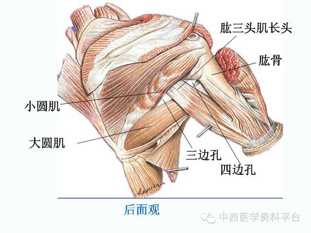 上肢解剖 骨骼肌肉神经图