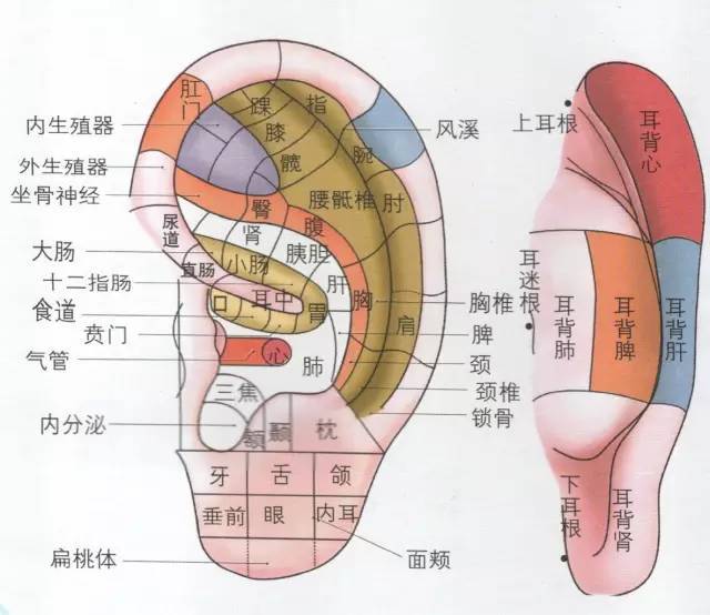 与外耳道相连的下耳窝处为心肺反射区.