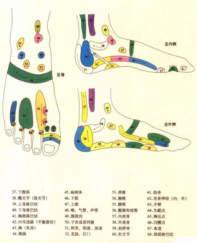 人体5大反射区