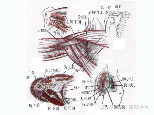 上肢解剖 骨骼肌肉神经图