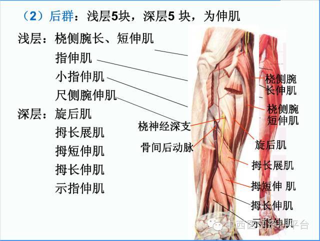 上肢解剖 骨骼肌肉神经图