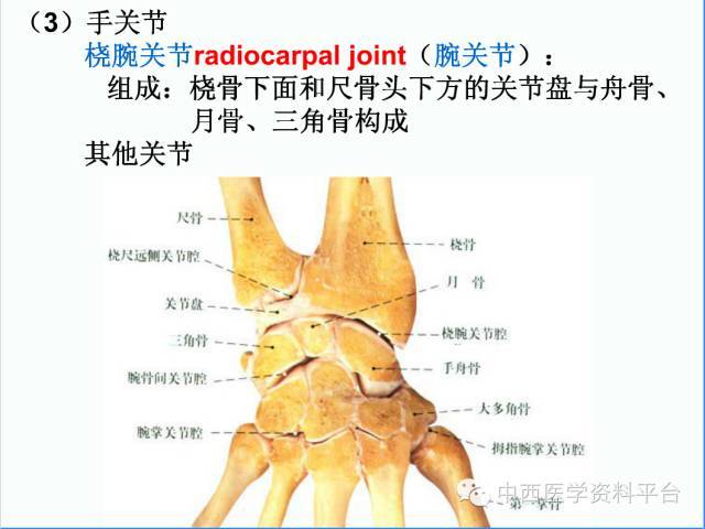 上肢解剖 骨骼肌肉神经图