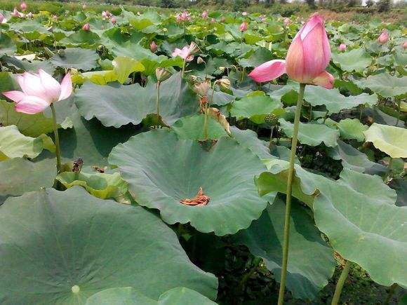 天下第一湖(亚洲第一湖—湖南澧县 宋鲁湖_手机搜狐网